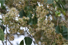 Syzygium cerasoides